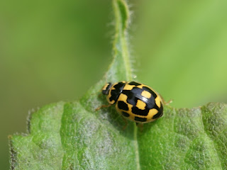 Coccinelle à damier - Coccinelle à 14 points - Propylea quatuordecimpunctata