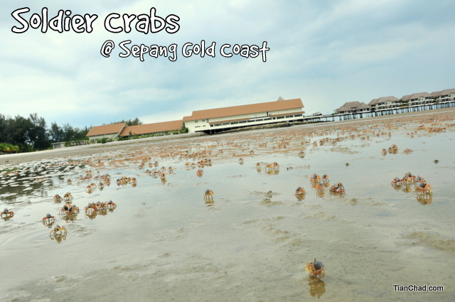 gold coast sepang beach. Crabs @ Sepang Gold Coast