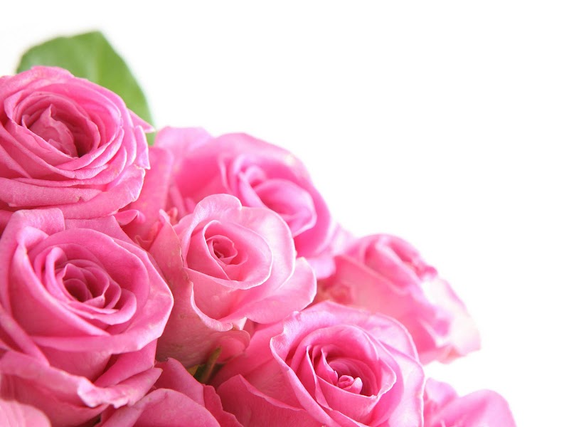 22+ Foto Bunga Mawar Pink Wallpaper
