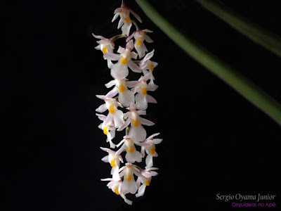 Orquídea Capanemia superflua