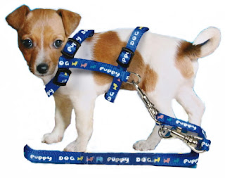 best collar for your puppy dog training