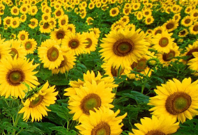 sunflower pictures