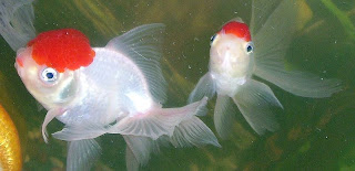 Oranda Goldfish