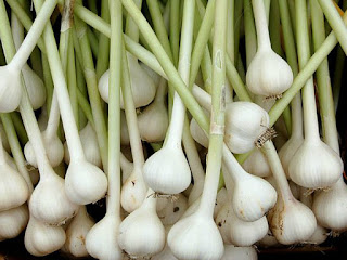 Garlic