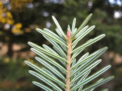 European silver fir leaf underside