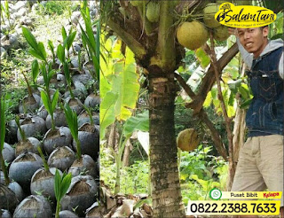 Bibit Kelapa Wulung, Bibit Kelapa Gading, Bibit Kelapa Hijau, Bibit Kelapa Unggul, Bibit Kelapa Kopyor Genjah, Bibit Kelapa Kopyor Hibrida Unggul