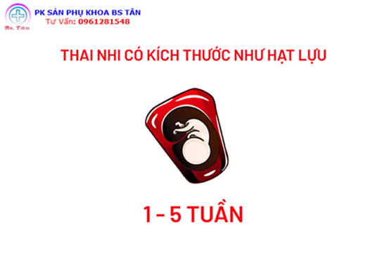 Kích thước thai nhi theo tuần