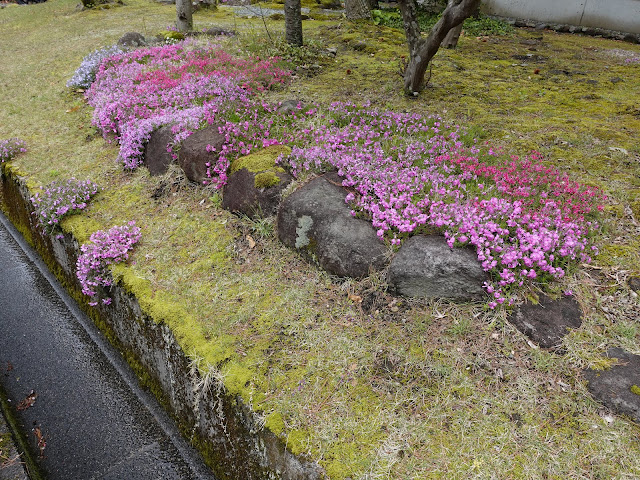 鳥取県西伯郡伯耆町丸山　ロイヤルシティ大山　別荘地　シバザクラ