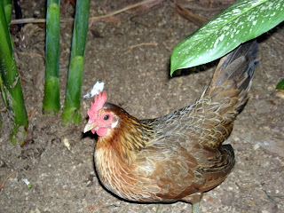 Honduran bantam hen