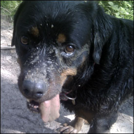 Muddy Face