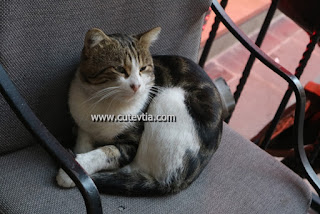 Kucing di depan Hotel La Villa, Taksim, Istanbul