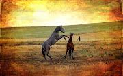 . HD de Animales: Caballos Jugando Caballos Imágenes de Animales HD (caballos corriendo imagenes de animales hd)