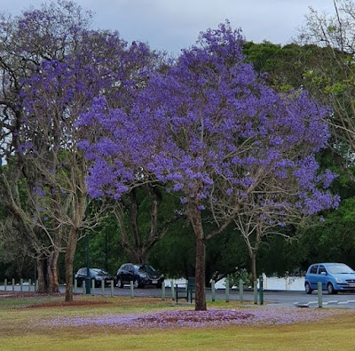 Pohon tabebuya ungu