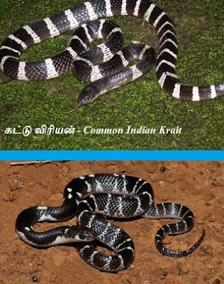 Common Indian Krait