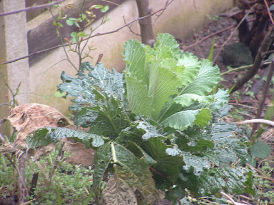 Photo of a ragged Savoy cabbage head in a garden bed