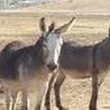 Donkeys Tails: Donkeys To Seas: Prey To Jackasses