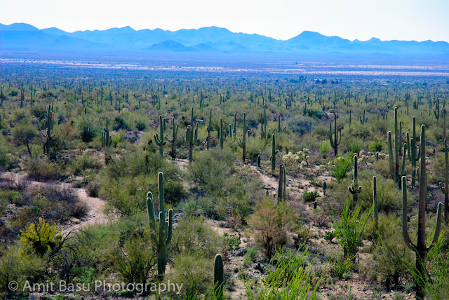 Arizona - Hugging a Cactus in Saguaro National Park