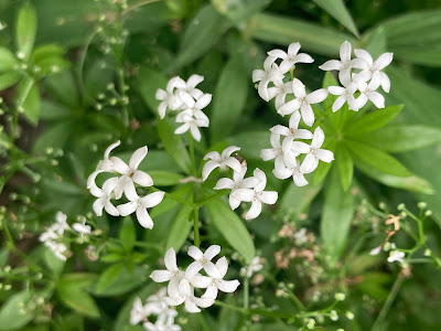 Sweet woodruff