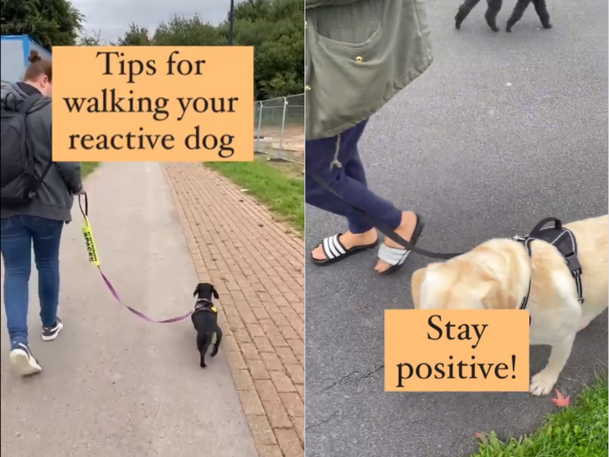 A trainer teaching how to walk a reactive dog
