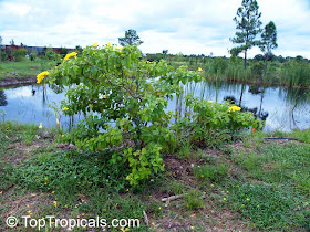 muyuyo Cordia lutea