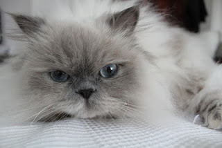 7- قط الهيمالايا : Himalayan Cat