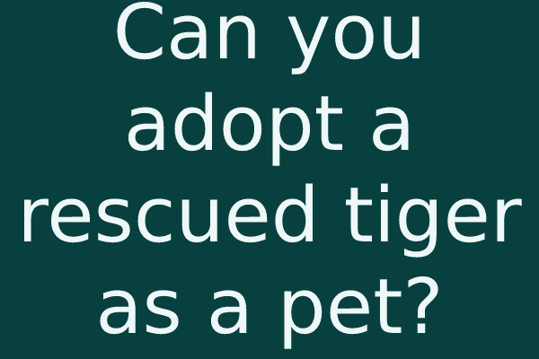 Can you adopt a rescued tiger as a pet?