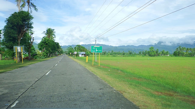 beautiful green and gold rice fields in Abuyog Leyte