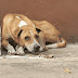 Denuncian envenenamientos de perros: 16 en Santiago y cuatro en el Mirador Sur del DN