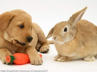 Rabbit and puppy.