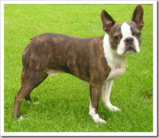 Boston terrier