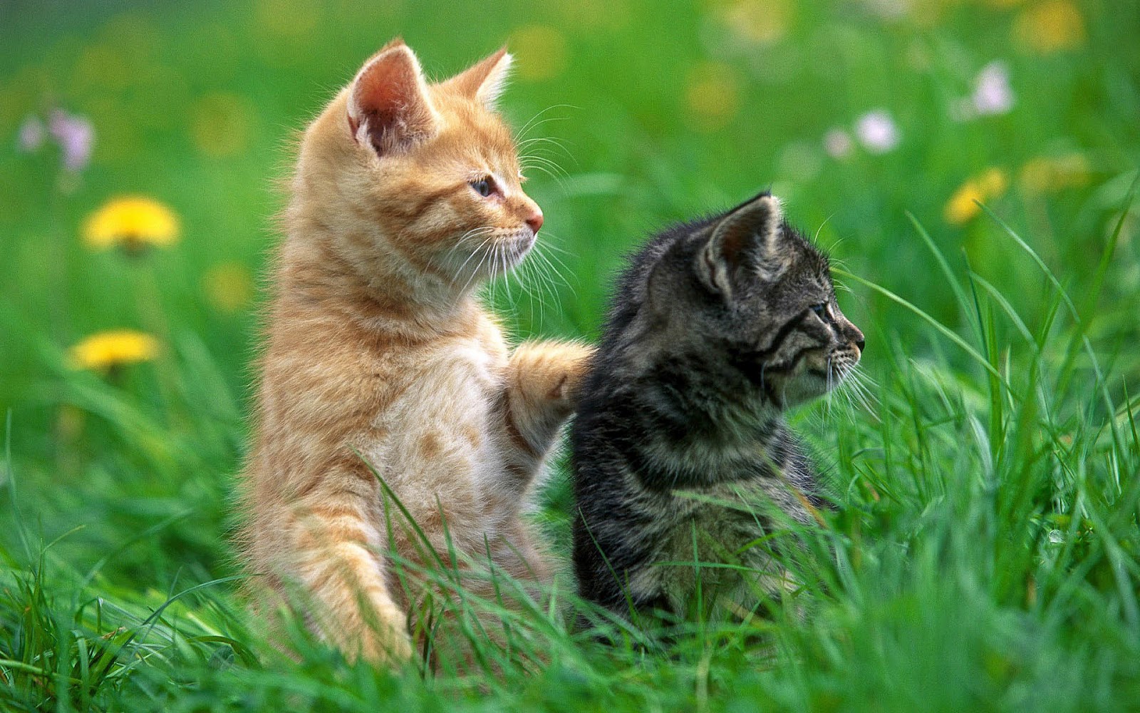  Cute  Cat  Wallpapers  Entertainment Only