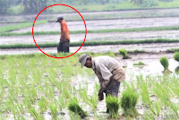 petani menanam padi di jawaban tts