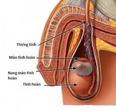 nang mào tinh hoàn