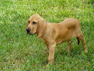 Bloodhound Puppy Picture