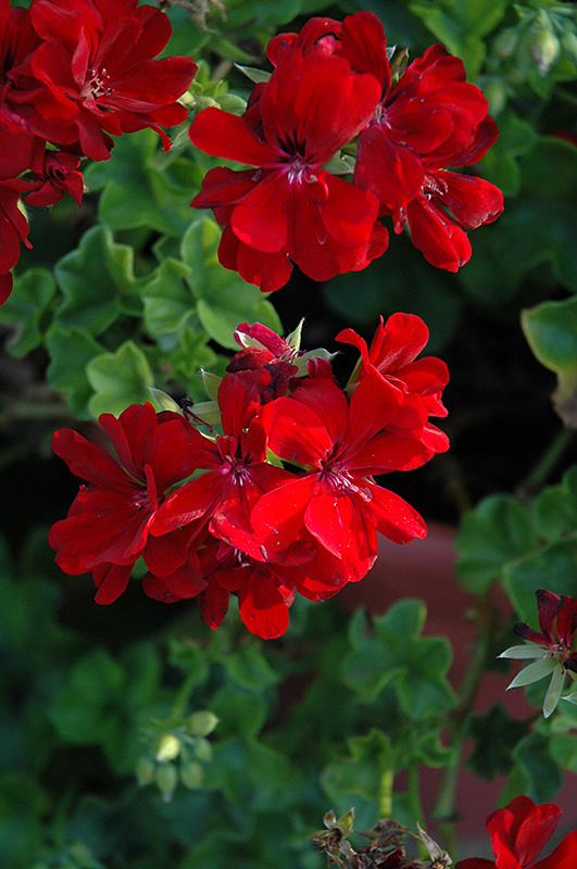 Planta de Geranio hiedra flores rojas