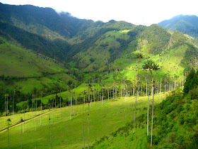 Valle Cocora, near Salento, Colombia.