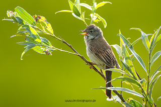 Wildlifefotografie Lippeaue Olaf Kerber Dorngrasmücke