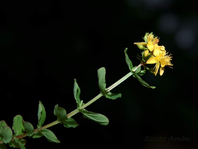 Hypericum erectum