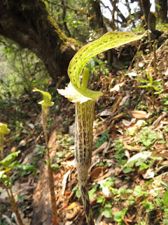 Arisaema nepenthoides