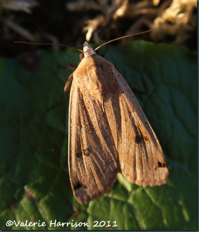 large-yellow-underwing (2)