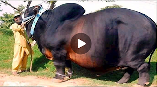 اس سال کے قربانی کے سب سے بڑے اور وحشی بیل نے محفل ہی لوٹ لی، دنیا بھر میں دھوم مچا دی، حیرت انگیز ویڈیو دیکھیں