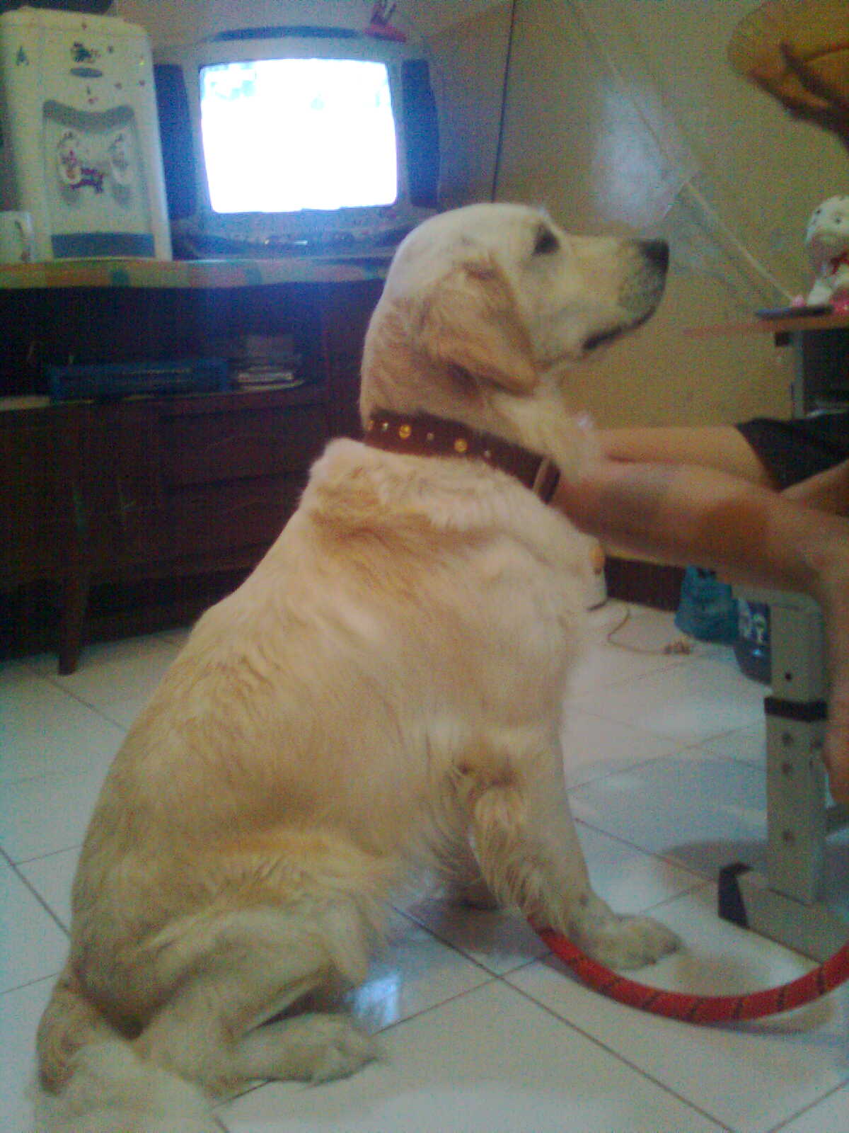 Golden Von Wons Cara Merawat Dan Melatih Anjing Golden Retriver