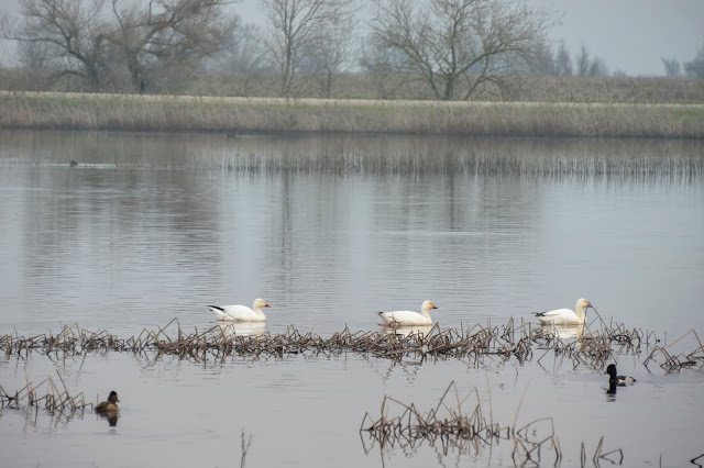 Landscape, birdwatching, ducks, Sacramento, California, National Wildlife Refuge, Ring-necked Ducks, hawks, raptors, Snow Geese, Ross Geese