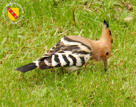 BAINVILLE-SUR-MADON (54) - Des oiseaux rares : les huppes fasciées