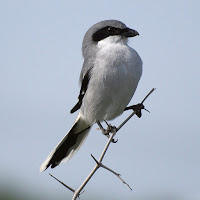 Loggerhead Shrike – Flour Bluff, TX – Dec. 2009 – photo by Terry Ross