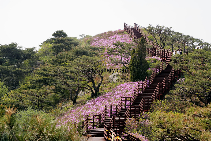 Goryeosan-Azalea-Festival