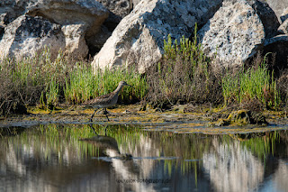 Wildlifefotografie Kroatien Neretva Delta Olaf Kerber