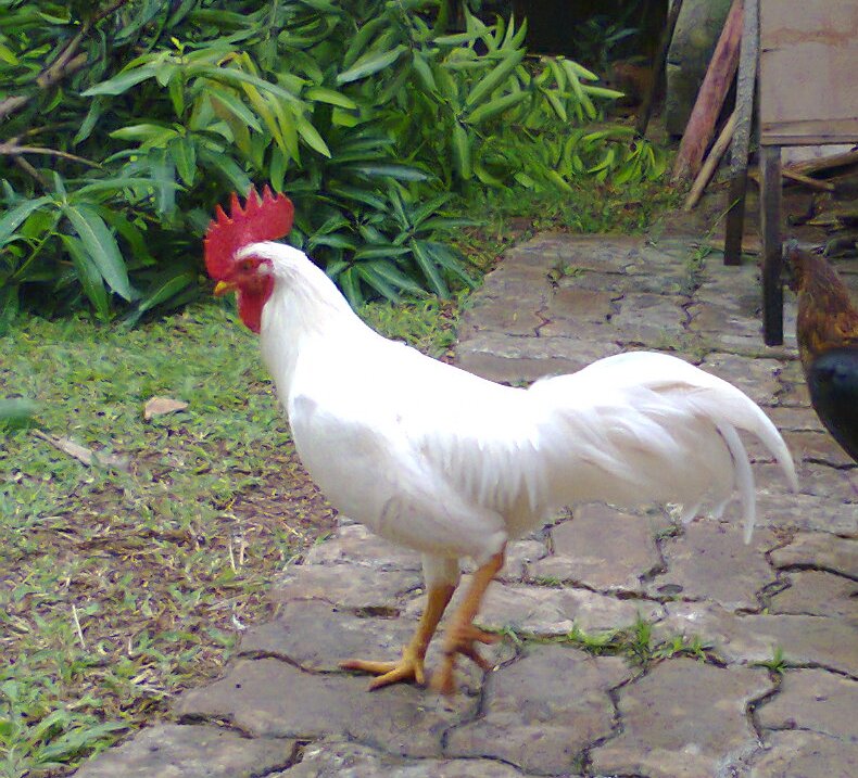 Gambar Ayam Jago Putih Mulus Gambar di Rebanas Rebanas
