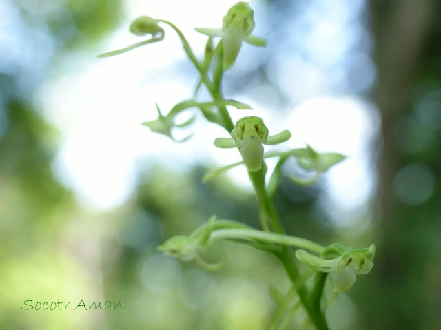 Platanthera minor