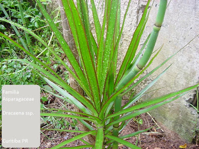 Nome Científico: Dracaena marginata bicolor Nomes Populares: Dracena-de-madagascar, dracena Família: Asparagaceae